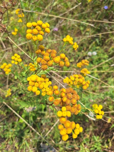 tansy