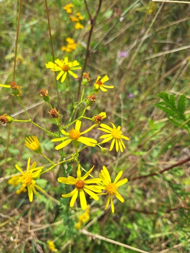 Hoary Ragwort