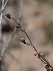 Penstemon utahensis