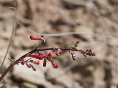 Penstemon utahensis