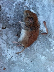 Clethrionomys gapperi