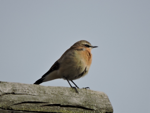 Northern Wheatear