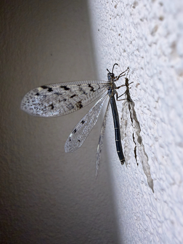 Spotted-wing antlion