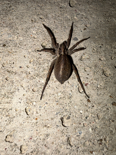 Radiated Wolf Spider