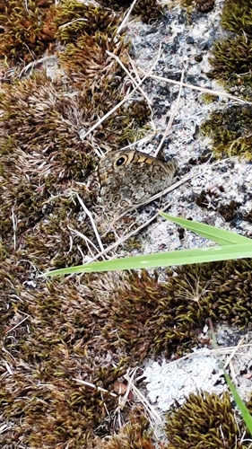 Wall Brown