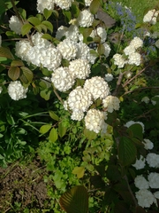 Viburnum plicatum
