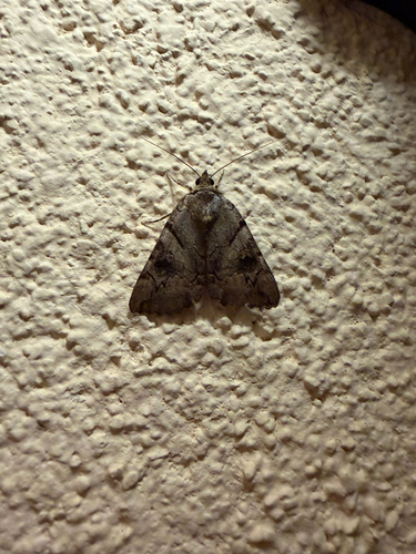 Catocala hymenaea