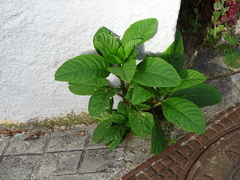 Phytolacca americana