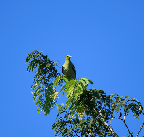 Ashy-headed Green Pigeon (Treron phayrei)