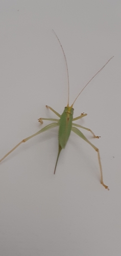 Oak Bush-cricket