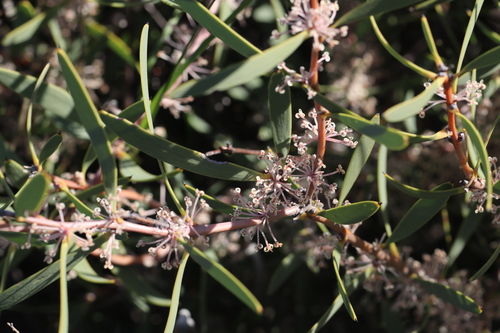 Hakea incrassata, photograph 3