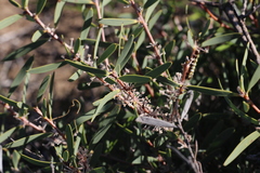 (c) Hugo Innes, some rights reserved (CC BY) Hakea incrassata, photograph (c) Hugo Innes, some rights reserved (CC BY)
