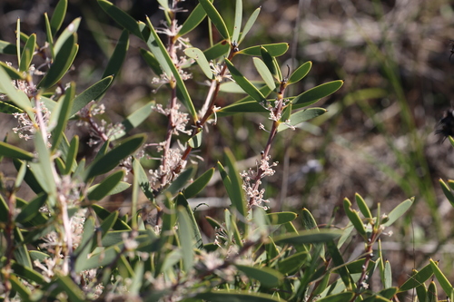 Hakea incrassata, photograph 5