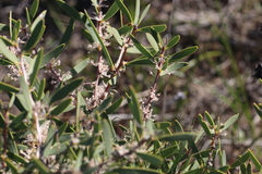 (c) Hugo Innes, some rights reserved (CC BY) Hakea incrassata, photograph (c) Hugo Innes, some rights reserved (CC BY)
