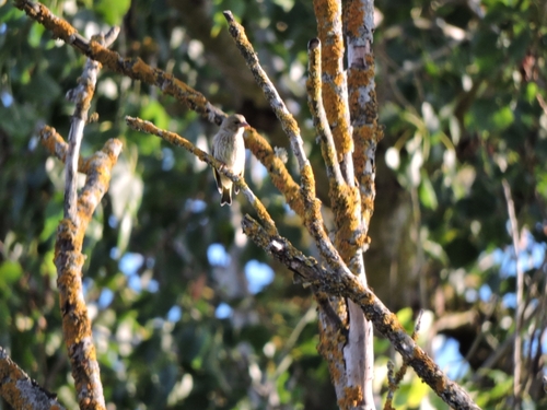 European Goldfinch
