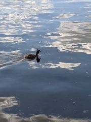 Podiceps cristatus