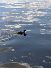 Podiceps cristatus