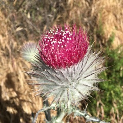 Cirsium occidentale