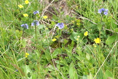 Veronica bellidioides