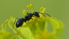 Camponotus piceus
