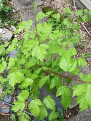Angiospermae