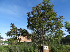 Ailanthus altissima