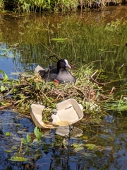 Fulica atra