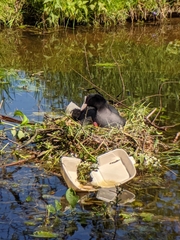 Fulica atra