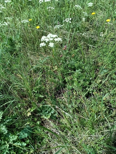 Burnet-saxifrage