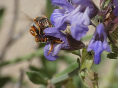 Rhodanthidium sticticum