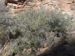 Rhus aromatica simplicifolia