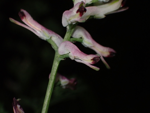 Fumaria bastardii, photograph 2