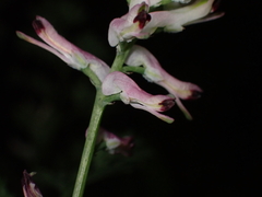 Fumaria bastardii, photograph (c) Jared Shorma, some rights reserved (CC BY)