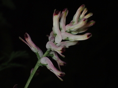 Fumaria bastardii, photograph (c) Jared Shorma, some rights reserved (CC BY)