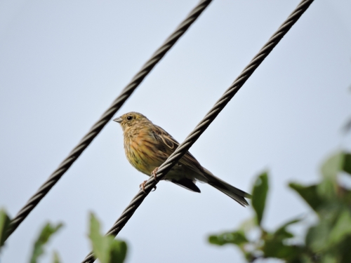 Yellowhammer