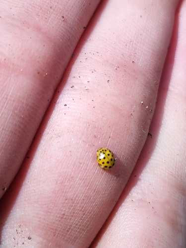 22-spot Ladybird
