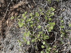 Rhus aromatica simplicifolia