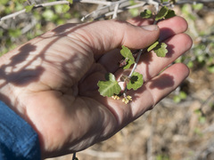 Rhus aromatica simplicifolia