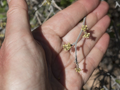Rhus aromatica simplicifolia