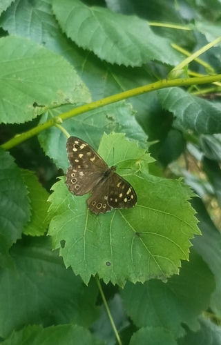 Speckled Wood