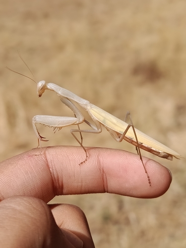 European Mantis