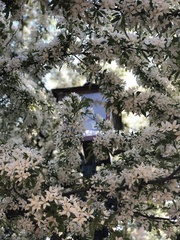 Magnoliopsida