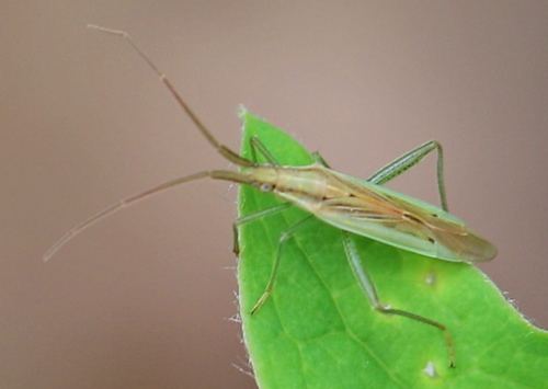 Grass bug, photo 7 of 8