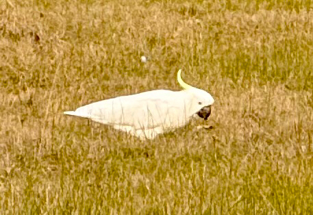 Sulphur-crested Cockatoo