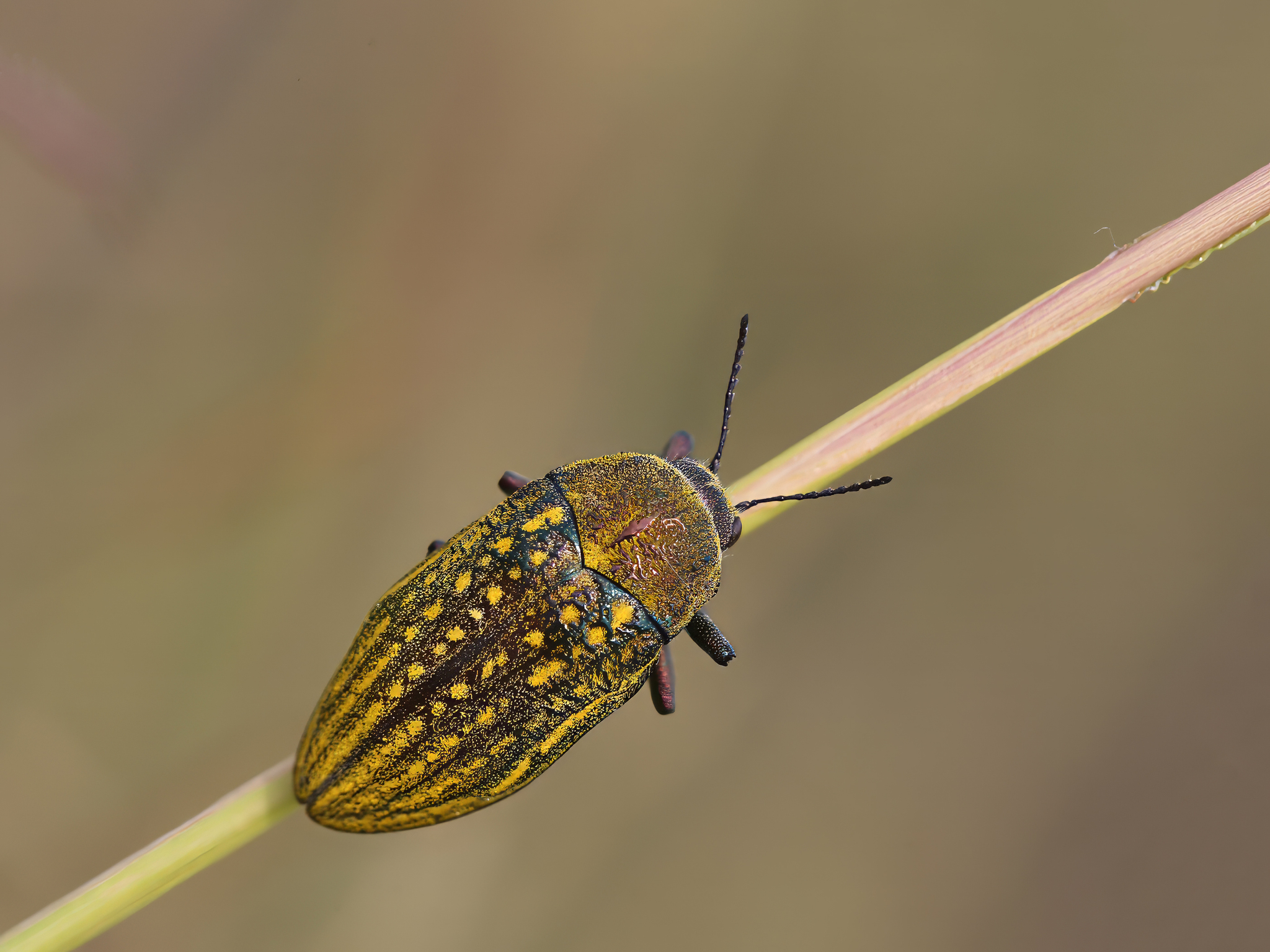 Julodis ehrenbergii