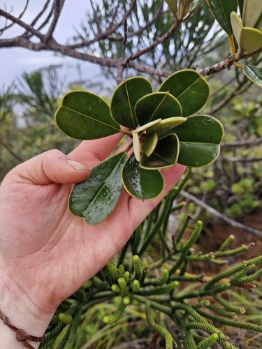 Solmsia calophylla observed 2026-07-21