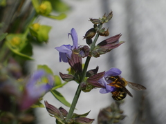 Rhodanthidium septemdentatum