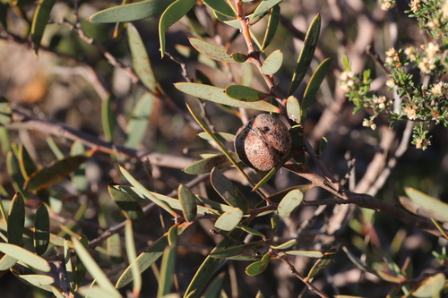 Hakea incrassata, photograph 1