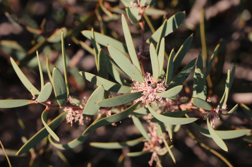 Hakea incrassata, photograph 2
