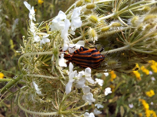 Continental Striped Shield Bug